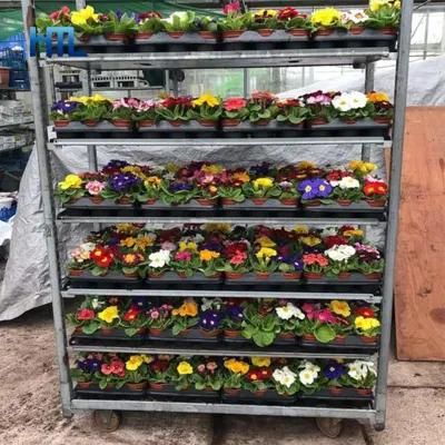 Transport Storage Auction Nursery Display Flower Greenhouse Danish Plant Trolleys