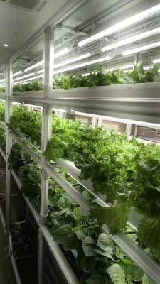Hydroponics System Vertical Plants Stand Planter Shelf Flower Pot Racks Multi-Span Greenhouses with LED Grow Light