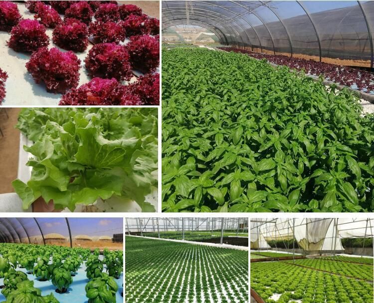 Hydroponics System Vertical Plants Stand Planter Shelf Flower Pot Racks Multi-Span Greenhouses with LED Grow Light