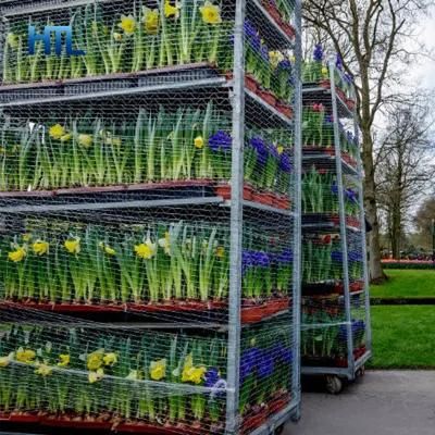 Customized Transport Plant Nursery Flower Auction Danish Greenhouse Cc Trolley