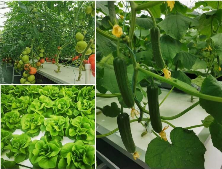 Hydroponics System Vertical Plants Stand Planter Shelf Flower Pot Racks Multi-Span Greenhouses with LED Grow Light