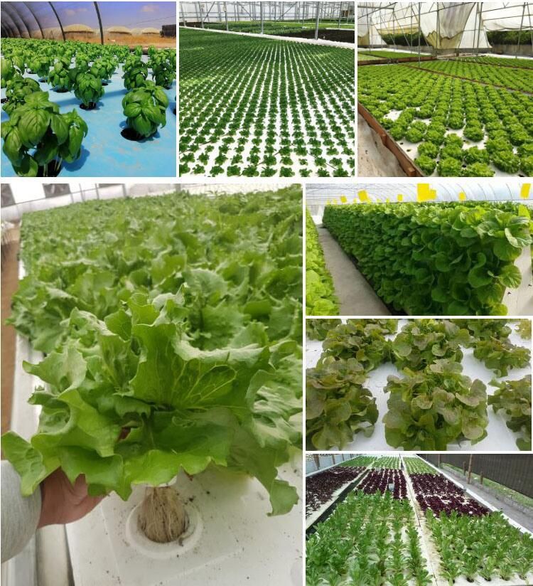 Hydroponics System Vertical Plants Stand Planter Shelf Flower Pot Racks Multi-Span Greenhouses with LED Grow Light